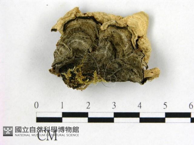 登錄號:F0007168藏品圖，第3張