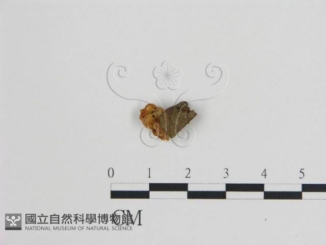 登錄號:F0005168藏品圖，第3張