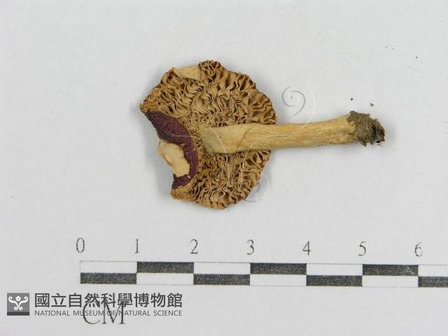 紅菇屬藏品圖，第3張