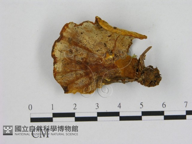 登錄號:F0008068藏品圖，第3張