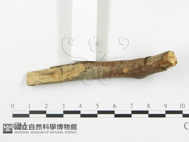 登錄號:F0020068藏品圖，第3張