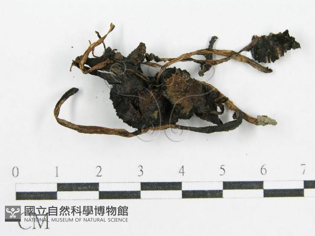 鬼傘屬藏品圖，第3張