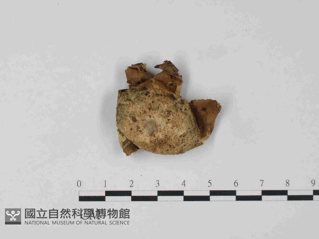 登錄號:F0024068藏品圖，第3張