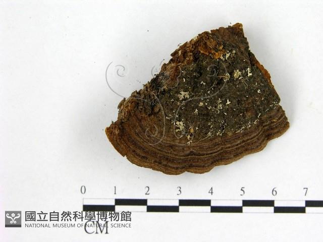 登錄號:F0014068藏品圖，第3張