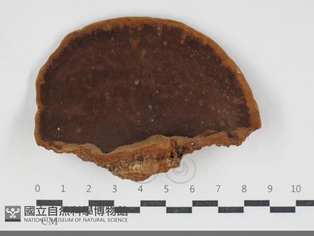 木層孔菌屬藏品圖，第3張