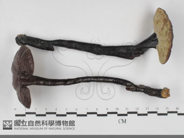 登錄號:F0032068藏品圖，第3張