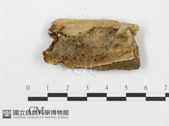 登錄號:F0007068藏品圖，第3張