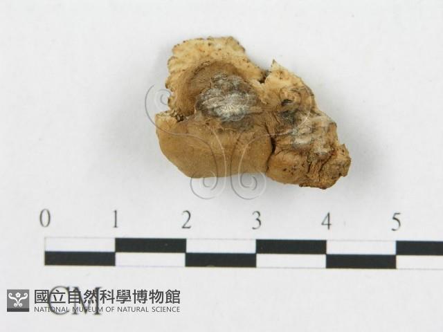 多孔菌屬藏品圖，第3張