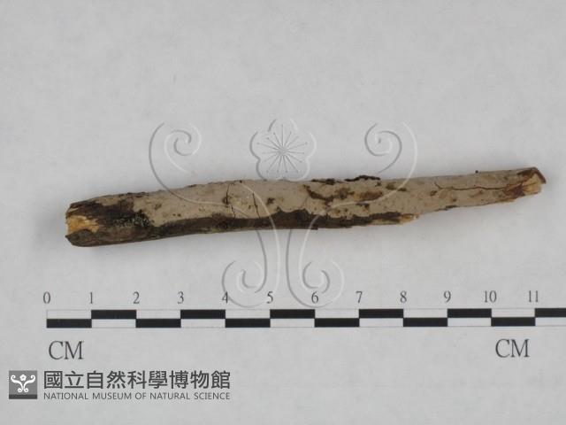 登錄號:F0025068藏品圖，第3張