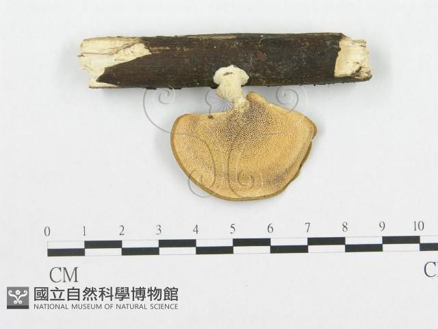 登錄號:F0015068藏品圖，第3張