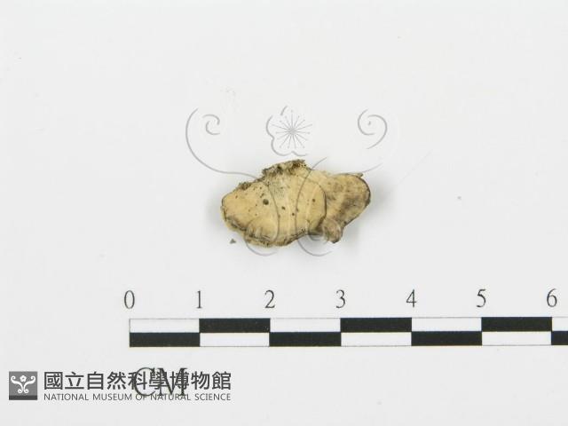 登錄號:F0019068藏品圖，第3張