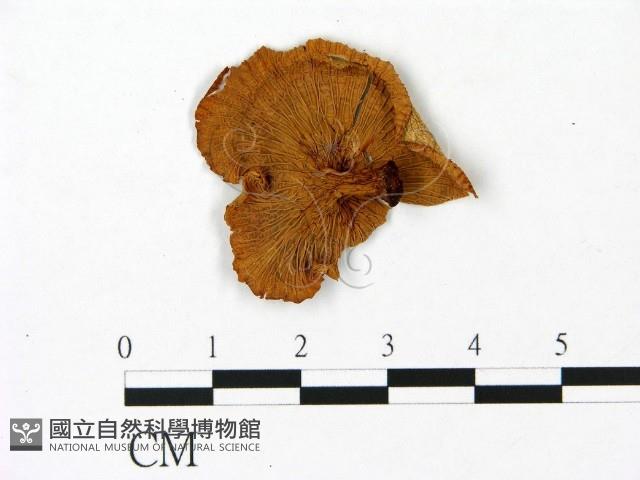 雞油菌屬藏品圖，第3張