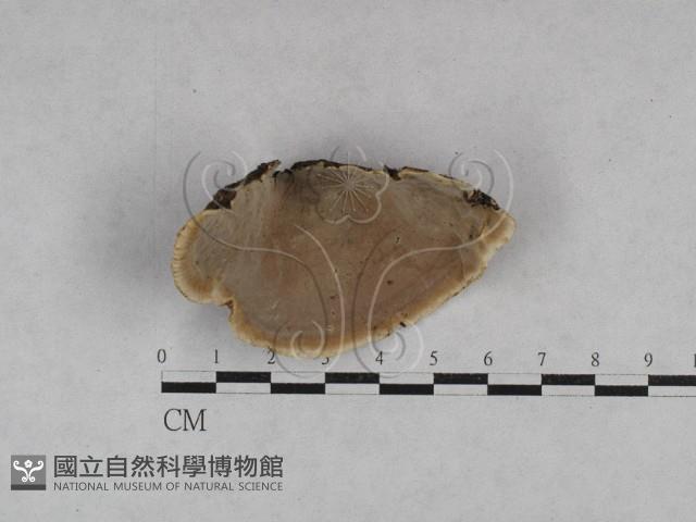 登錄號:F0028368藏品圖，第3張