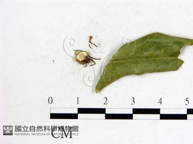 登錄號:F0010368藏品圖，第3張