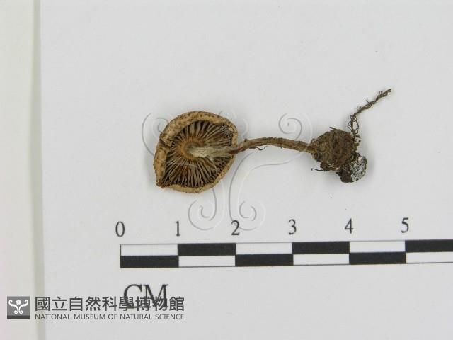 登錄號:F0016368藏品圖，第3張