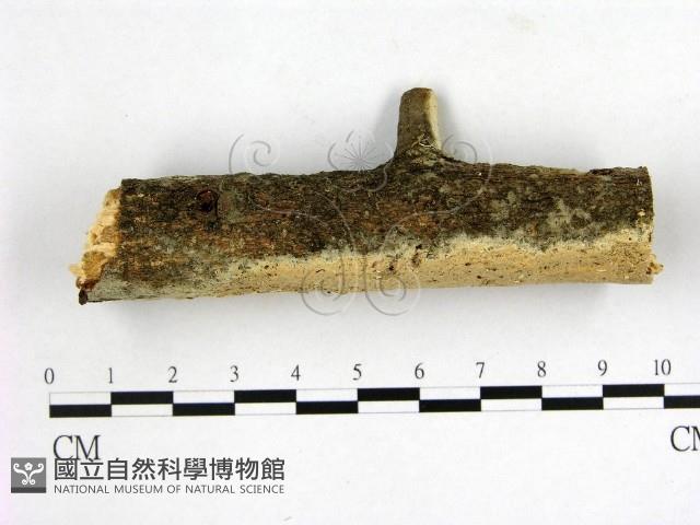 登錄號:F0001368藏品圖，第3張