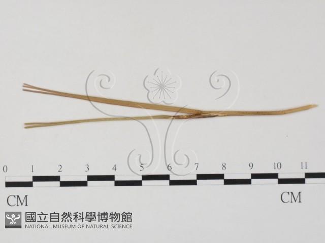 登錄號:F0011368藏品圖，第3張