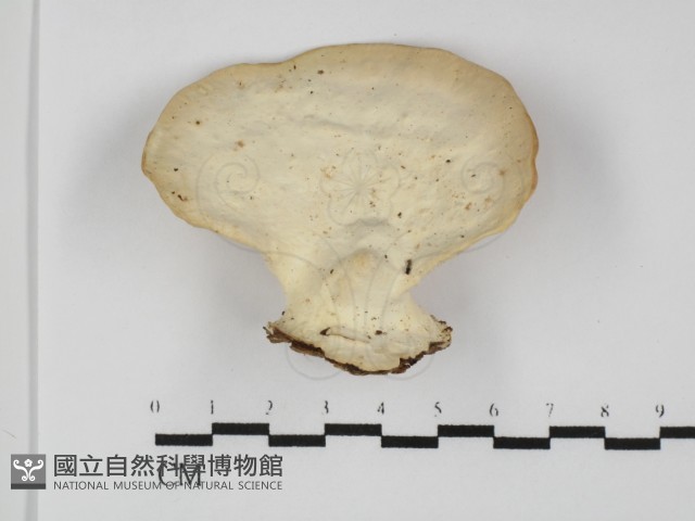 登錄號:F0031368藏品圖，第3張