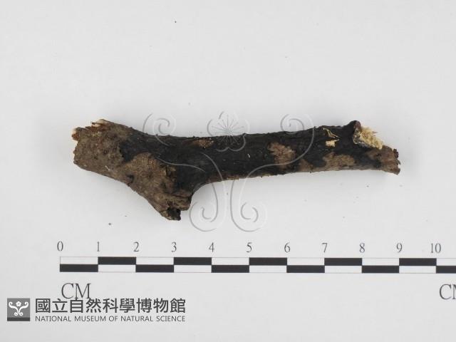 登錄號:F0024368藏品圖，第3張