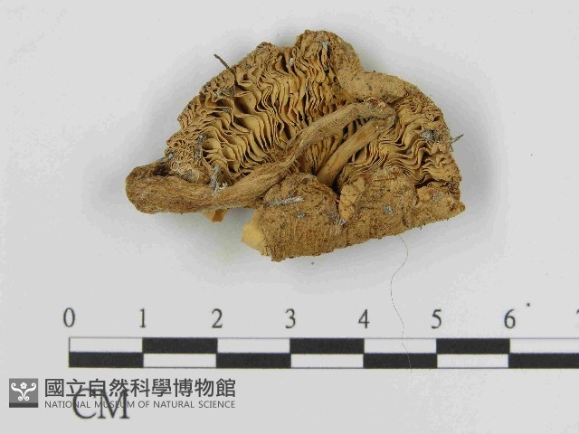 登錄號:F0014368藏品圖，第3張
