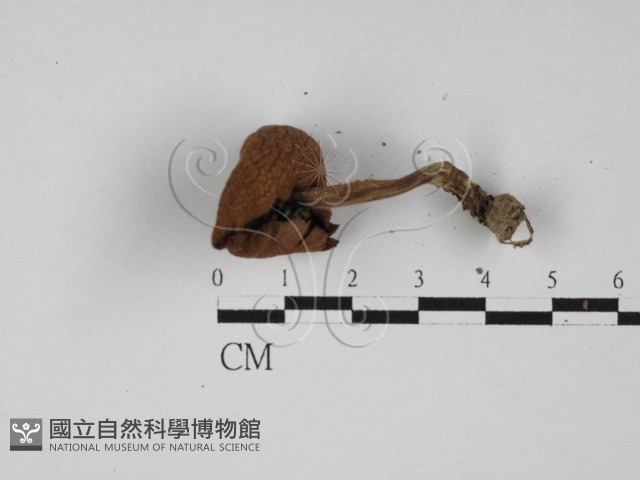 登錄號:F0027368藏品圖，第3張