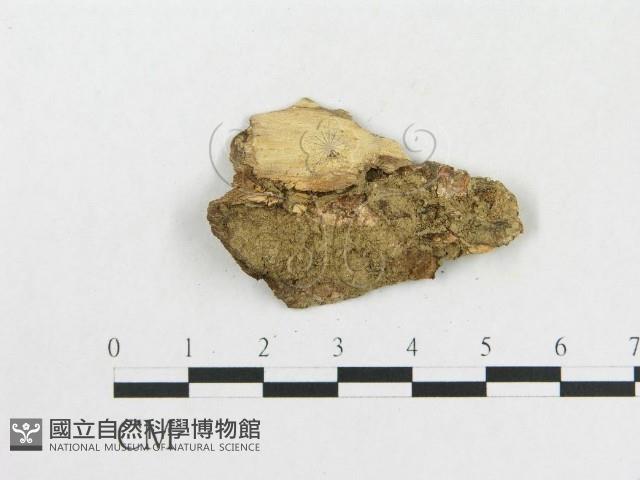 登錄號:F0005368藏品圖，第3張