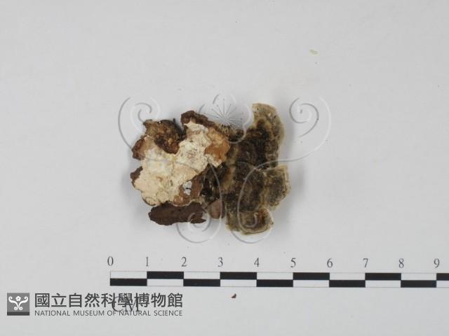 雲芝藏品圖，第3張