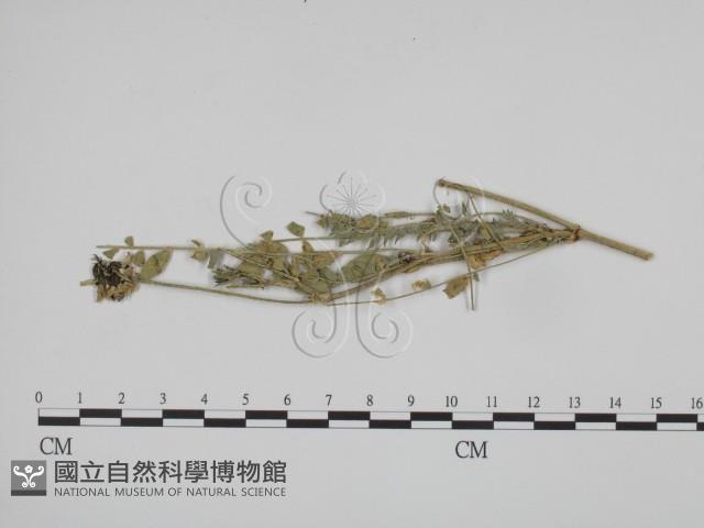 登錄號:F0019368藏品圖，第3張