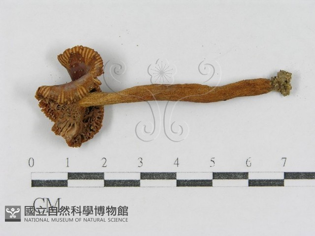 登錄號:F0003368藏品圖，第3張
