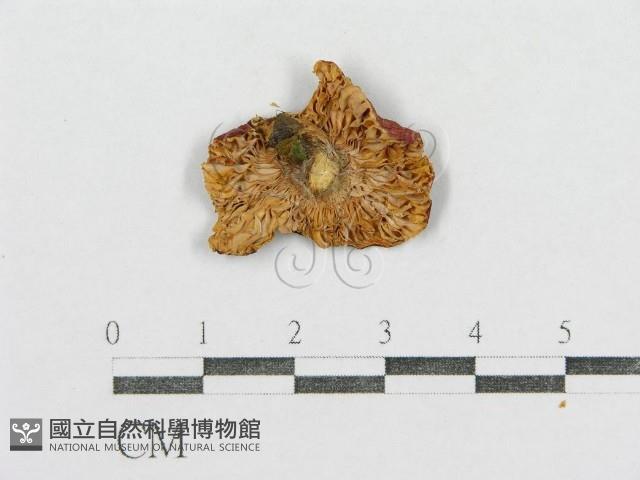 紅菇屬藏品圖，第3張