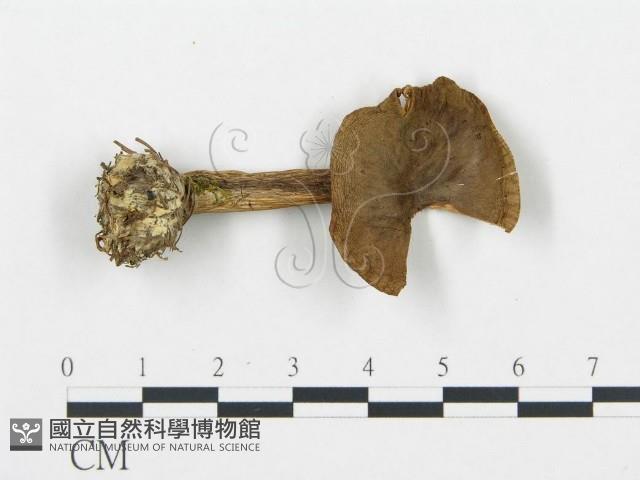 登錄號:F0020228藏品圖，第1張