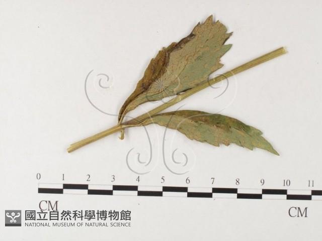 登錄號:F0026228藏品圖，第1張