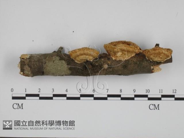 登錄號:F0001228藏品圖，第3張