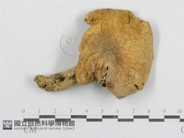 紅菇屬藏品圖，第3張