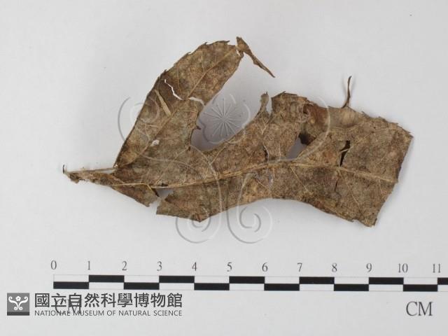 小菇屬藏品圖，第3張