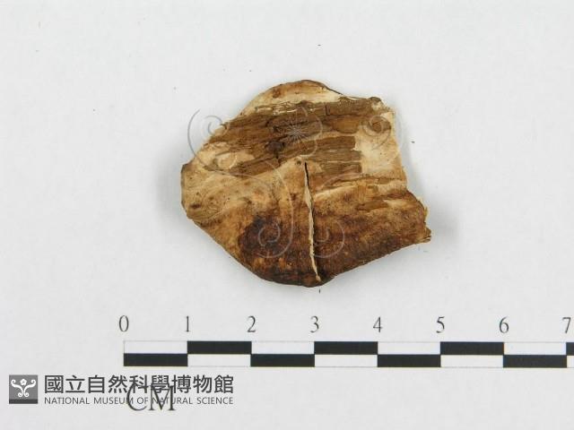 登錄號:F0007228藏品圖，第3張