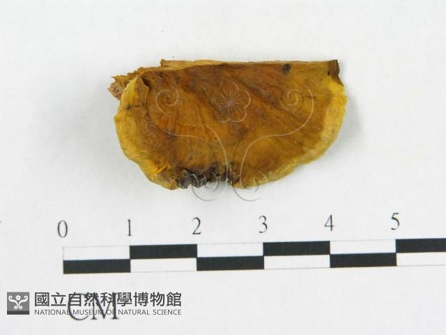 登錄號:F0017228藏品圖，第1張