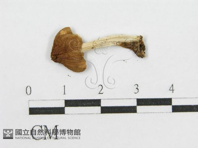 登錄號:F0005228藏品圖，第3張