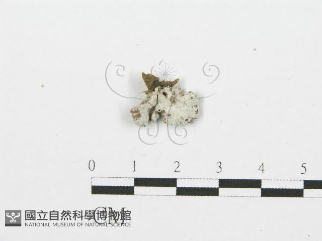 裂褶菌藏品圖，第3張