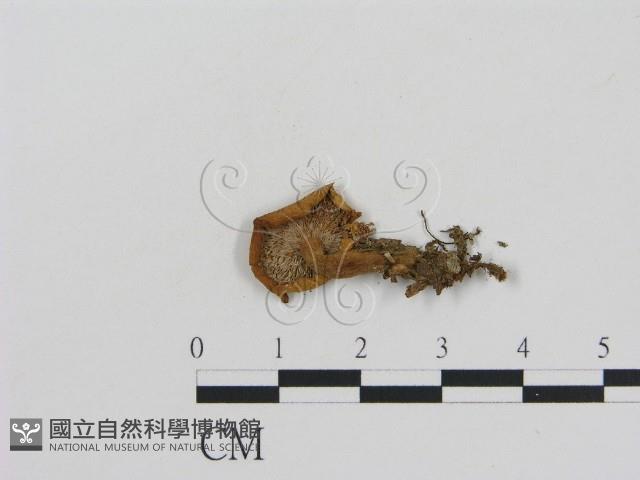 登錄號:F0013228藏品圖，第3張
