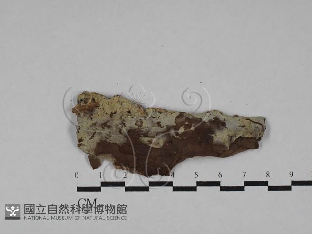 登錄號:F0028828藏品圖，第1張