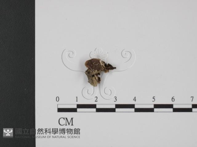 登錄號:F0020828藏品圖，第3張
