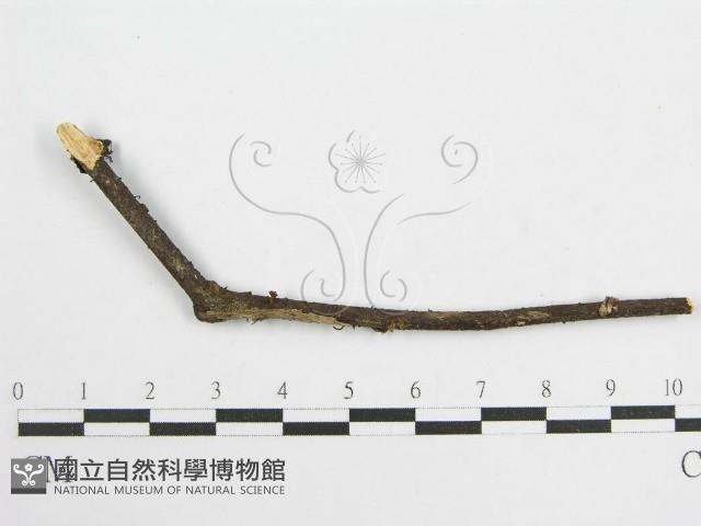 微皮傘屬藏品圖，第3張