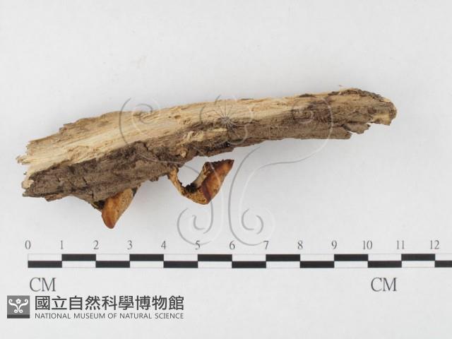 多孔菌屬藏品圖，第3張