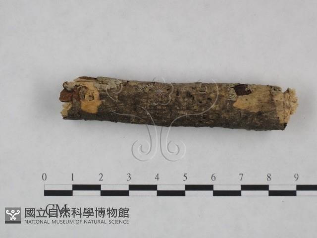 剛毛絲皮菌藏品圖，第3張