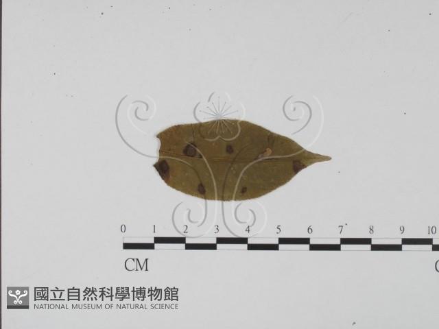 登錄號:F0011828藏品圖，第3張
