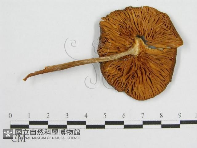 登錄號:F0004828藏品圖，第3張