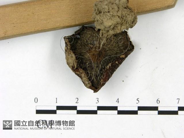 登錄號:F0022828藏品圖，第3張