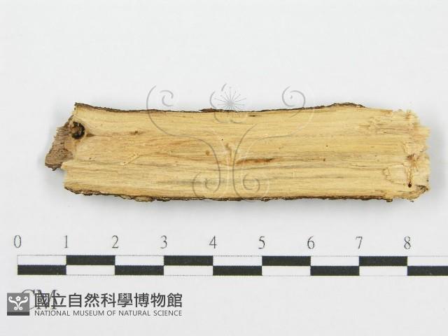 筍殼菌屬藏品圖，第3張