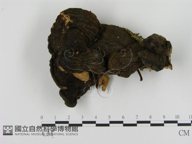 登錄號:F0005828藏品圖，第3張